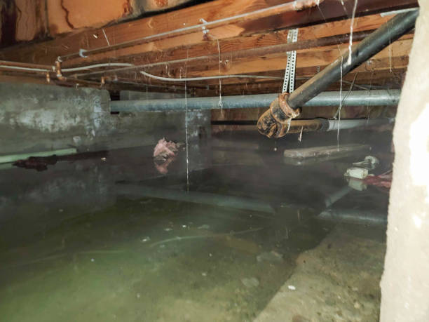 Best Water damage contractors near me  in Knoxvle, IL