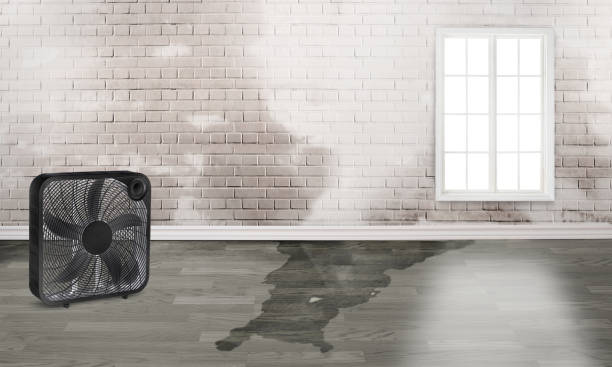 Best Water damage restoration near me  in Knoxvle, IL