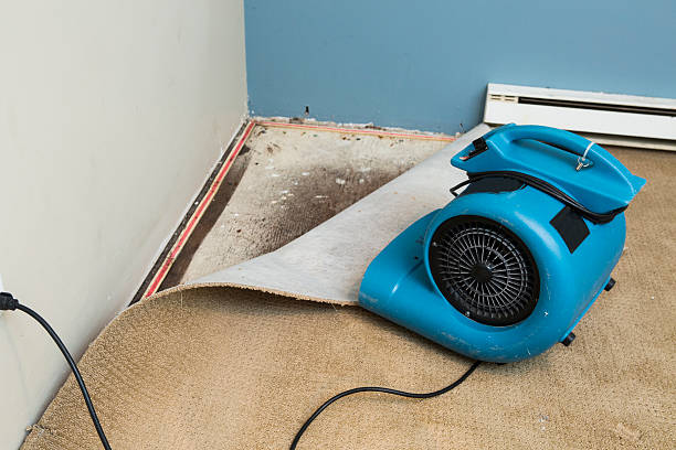 Best Carpet water damage restoration  in Knoxvle, IL